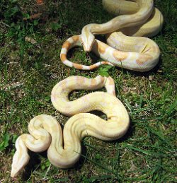 Blade (top) and Lumin (bottom) - Picture taken on 4/26/09 (direct sunlight).