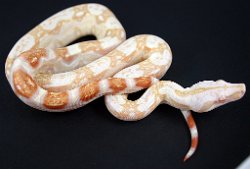 Blade - Picture taken on 7/22/08 (indoors in a light tent).