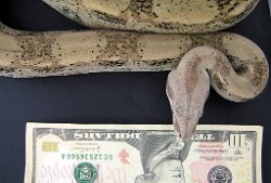 Picture of Camo taken on 11/8/08 (indoors in a light tent - no flash) w/money to show true color and size.