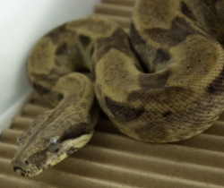 CASPER - Picture taken on 3/22/15 (indoors in a light tent - no flash).