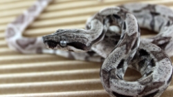 CASPER - Picture taken on 5/26/12 (indoors in a light tent - no flash).