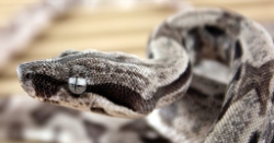 CASPER - Picture taken on 5/26/12 (indoors in a light tent - no flash).