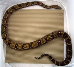 harlotte - Picture taken on 1/16/11 (indoors in a light tent - no flash).