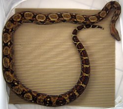 harlotte - Picture taken on 1/16/11 (indoors in a light tent - no flash).