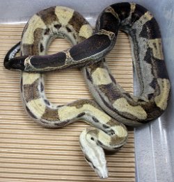 Cinder - picture taken in a photo tent on 4/10/20.