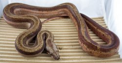 IVAN - Picture taken on 11/17/14 (indoors in a light tent - no flash).