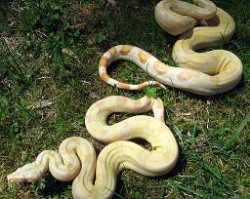 Lumin (bottom) and Blade (top) - Picture taken on 4/26/09 (direct sunlight).