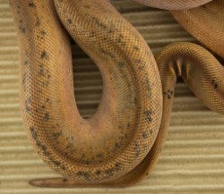 HYPO ECLIPSE - Picture taken on 3/8/15 (indoors in a light tent - with flash).