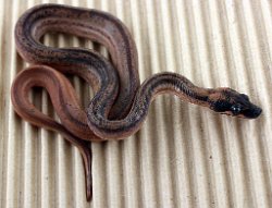 HYPO ECLIPSE - Picture taken on 5/11/13 (indoors in a light tent - no flash).