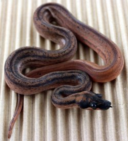 HYPO ECLIPSE - Picture taken on 5/11/13 (indoors in a light tent - no flash).