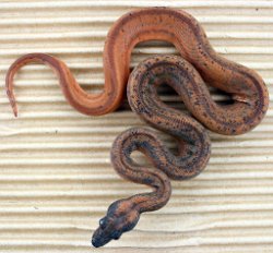 HYPO ECLIPSE - Picture taken on 6/30/13 (indoors in a light tent - no flash).