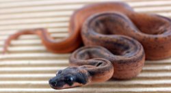 HYPO ECLIPSE - Picture taken on 6/30/13 (indoors in a light tent - no flash).