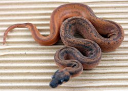 HYPO ECLIPSE - Picture taken on 6/30/13 (indoors in a light tent - no flash).