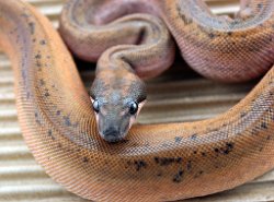 HYPO ECLIPSE - Picture taken on 6/2/14 (indoors in a light tent - with flash).