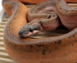 HYPO ECLIPSE - Picture taken on 6/2/14 (indoors in a light tent - with flash).