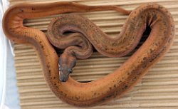 HYPO ECLIPSE - Picture taken on 6/2/14 (indoors in a light tent - with flash).