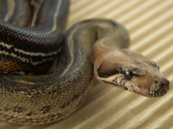 PINSTRIPE - Picture taken on 3/8/15 (indoors in a light tent - no flash).