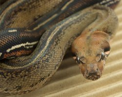 PINSTRIPE - Picture taken on 3/8/15 (indoors in a light tent - no flash).