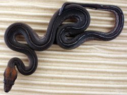 PINSTRIPE - Picture taken on 5/11/13 (indoors in a light tent - no flash).