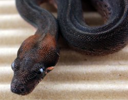 PINSTRIPE - Picture taken on 5/11/13 (indoors in a light tent - no flash).