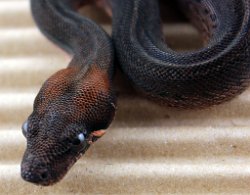 PINSTRIPE - Picture taken on 5/11/13 (indoors in a light tent - no flash). 