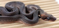 PINSTRIPE - Picture taken on 5/11/13 (indoors in a light tent - no flash).