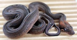 PINSTRIPE - Picture taken on 5/11/13 (indoors in a light tent - no flash).