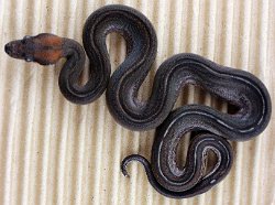 PINSTRIPE - Picture taken on 5/11/13 (indoors in a light tent - no flash).