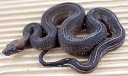 PINSTRIPE - Picture taken on 6/30/13 (indoors in a light tent - no flash).