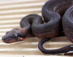 PINSTRIPE - Picture taken on 6/30/13 (indoors in a light tent - no flash).