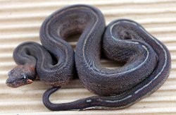 PINSTRIPE - Picture taken on 6/30/13 (indoors in a light tent - no flash).