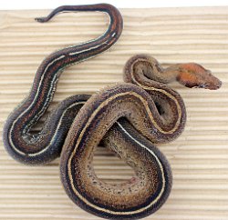 PINSTRIPE - Picture taken on 6/2/14 (indoors in a light tent - no flash).