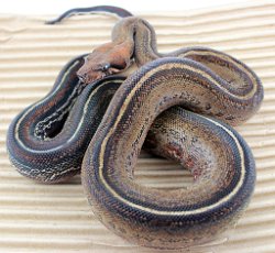 PINSTRIPE - Picture taken on 6/2/14 (indoors in a light tent - no flash).