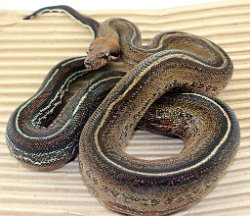 PINSTRIPE - Picture taken on 6/2/14 (indoors in a light tent - no flash).