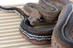 PINSTRIPE - Picture taken on 6/2/14 (indoors in a light tent - no flash).