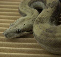 ROCKY BALBOA - Picture taken on 3/8/15 (indoors in a light tent - no flash).