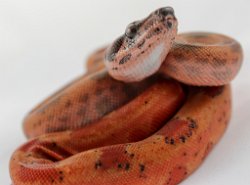 RUBY - Picture taken on 11/15/15 (indoors in a light tent - no flash).