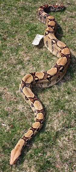 Picture of Samy taken on 4/19/08 (direct sunlight). Bill used for size reference.