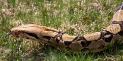 Picture of Samy taken on 4/19/08 (direct sunlight).