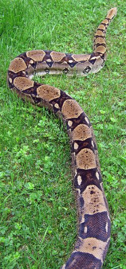 Picture of Samy taken on 5/29/11 (shade).