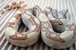 Tarzan - Picture taken on 11/14/09 (indoors in a light tent - no flash).