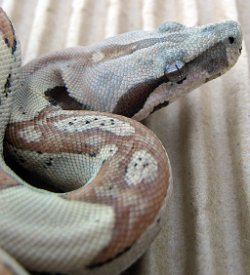 Tarzan - Picture taken on 11/14/09 (indoors in a light tent - no flash).