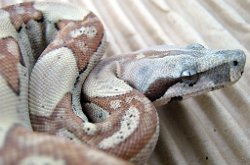 Tarzan - Picture taken on 11/14/09 (indoors in a light tent - no flash).