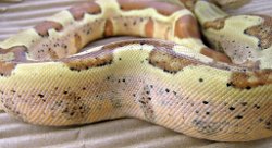 Tarzan - Picture taken on 3/8/10 (indoors in a light tent - no flash).