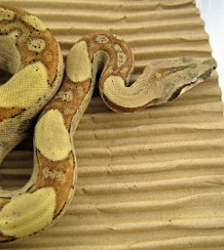 Tarzan - Picture taken on 3/8/10 (indoors in a light tent - no flash).