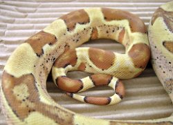 Tarzan - Picture taken on 3/8/10 (indoors in a light tent - no flash).