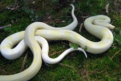 Picture of Whitesnake taken on 4/26/09 (partial shade) along with Snow White.