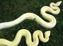 Whitesnake (top of picture) and Snow White (bottom of picture) - Picture taken on 6/27/10 (shade).