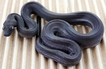 Eclipse boa constrictor