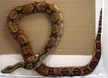 Hypo het Leopard boa constrictor